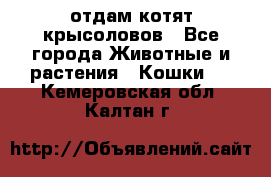 отдам котят крысоловов - Все города Животные и растения » Кошки   . Кемеровская обл.,Калтан г.